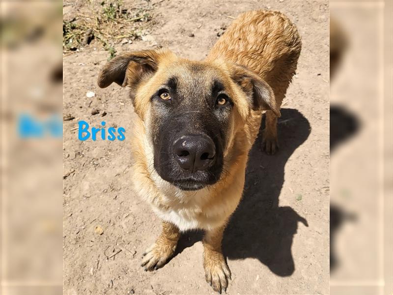 Briss 01/2024 (ESP) - ausgeglichener und genügsamer Schäferhund Mix Welpe!