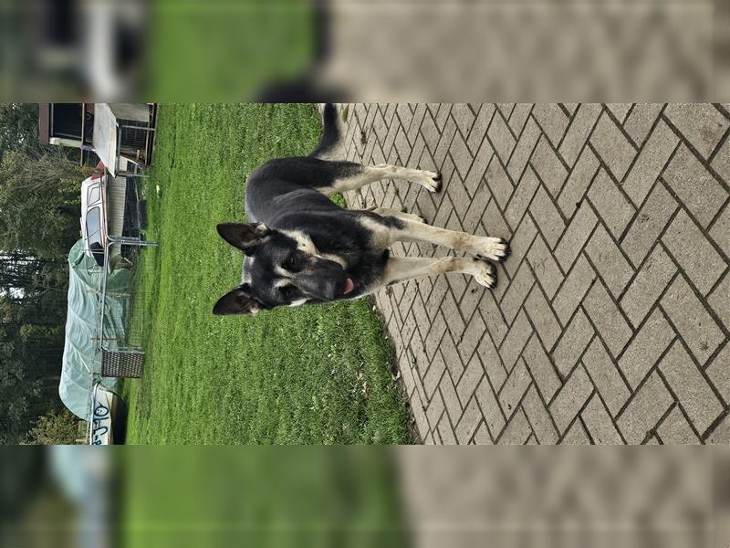 Osteuropäische Schäferhund Welpen