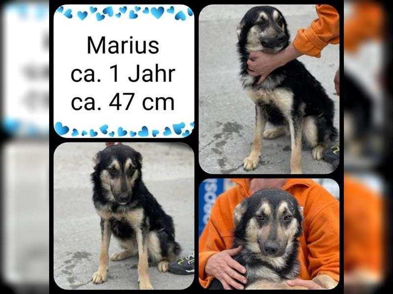 Marius, ca. 1 Jahr, kastriert, ca.47 cm
