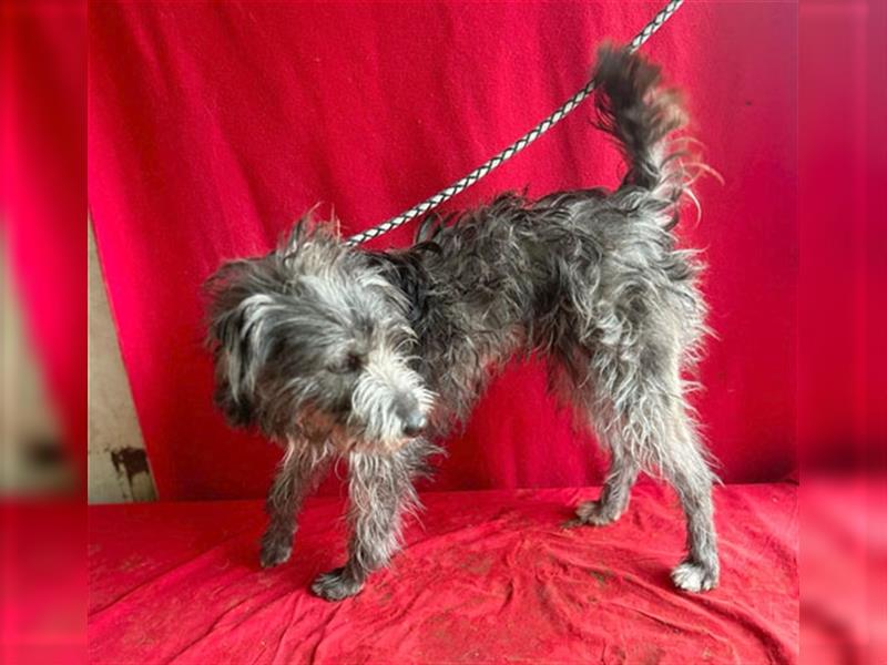 ❤️ zarte Hundeseele BONI - 1 Jahr, 40cm/11kg - Mischling