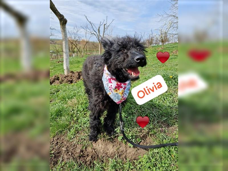 Oliva (Schnautzer Mix?) mag auch Katzen, möchte aber ganz schnell Rumänien verlassen