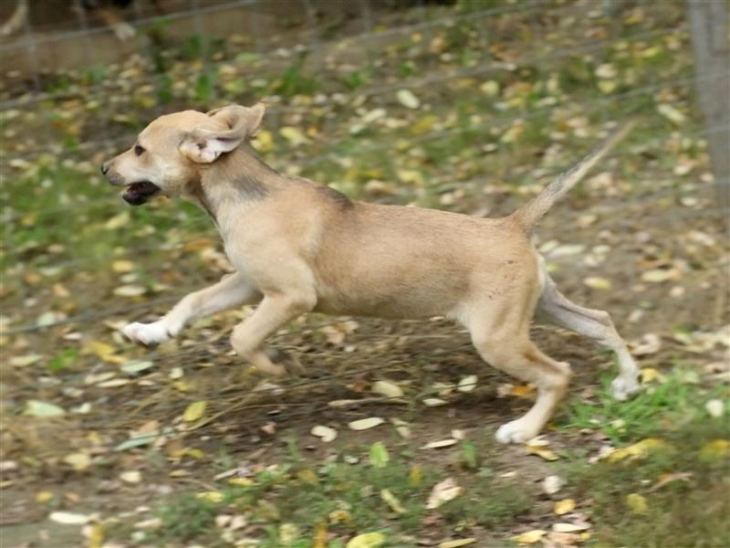 Mara-LM, kleine Entdeckerin sucht ihre Menschen