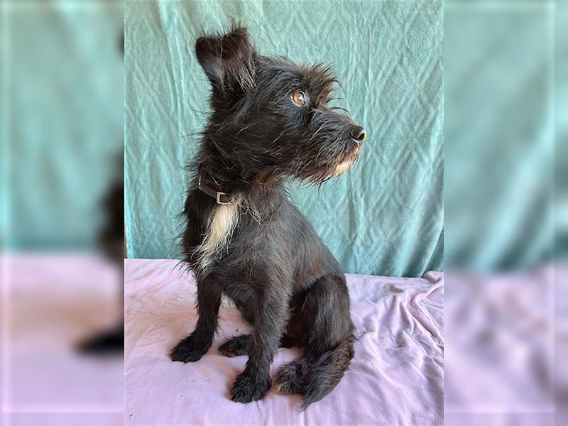 süße kleine FINI - 1 Jahr, 38cm/9kg - Schnauzer-Mix