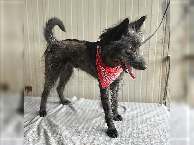 (R) ❤️ TIMON braucht viel Liebe - 10 Monate, 40cm - Schnauzer-Mix