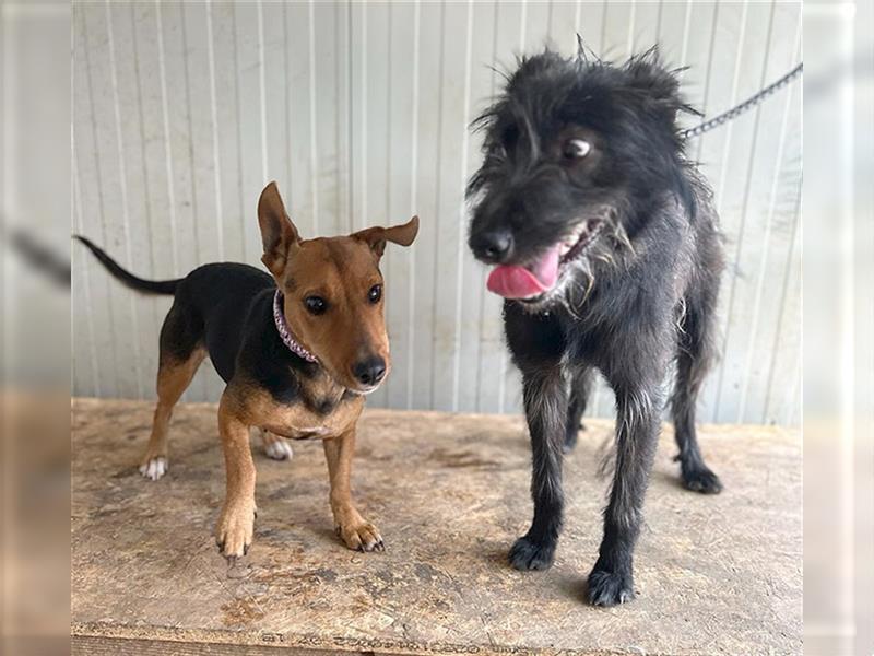 (R) ❤️ TIMON braucht viel Liebe - 10 Monate, 40cm - Schnauzer-Mix