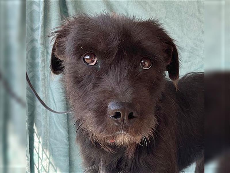 RANDY mit den traurigen Augen - 1 Jahr, 45cm/15kg - Schnauzer-Mix