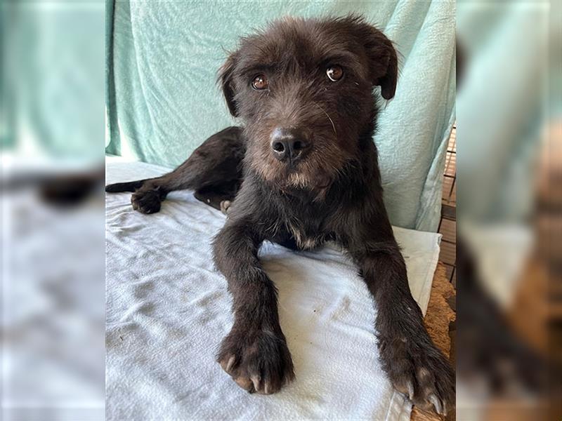 RANDY mit den traurigen Augen - 1 Jahr, 45cm/15kg - Schnauzer-Mix