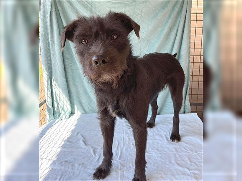 RANDY mit den traurigen Augen - 1 Jahr, 45cm/15kg - Schnauzer-Mix