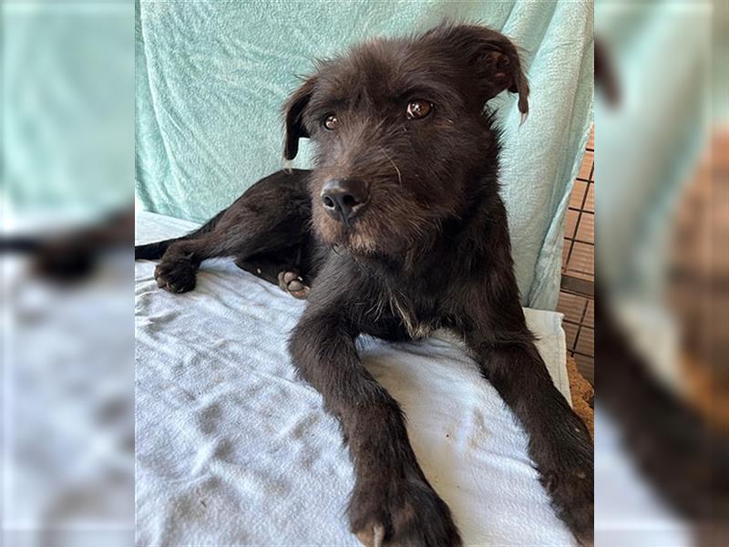 RANDY mit den traurigen Augen - 1 Jahr, 45cm/15kg - Schnauzer-Mix