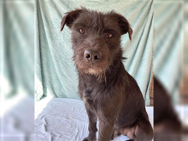 RANDY mit den traurigen Augen - 1 Jahr, 45cm/15kg - Schnauzer-Mix