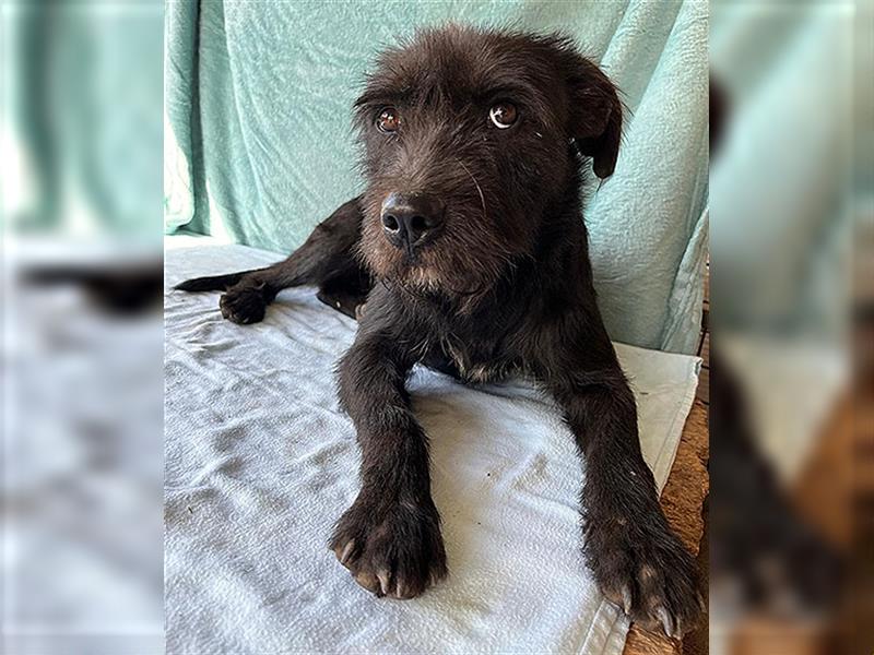 RANDY mit den traurigen Augen - 1 Jahr, 45cm/15kg - Schnauzer-Mix