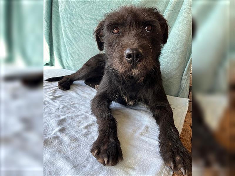 RANDY mit den traurigen Augen - 1 Jahr, 45cm/15kg - Schnauzer-Mix