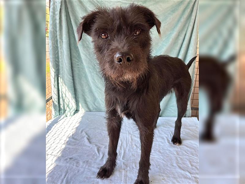 RANDY mit den traurigen Augen - 1 Jahr, 45cm/15kg - Schnauzer-Mix