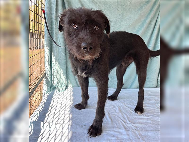 RANDY mit den traurigen Augen - 1 Jahr, 45cm/15kg - Schnauzer-Mix