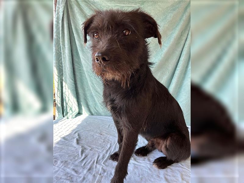 RANDY mit den traurigen Augen - 1 Jahr, 45cm/15kg - Schnauzer-Mix