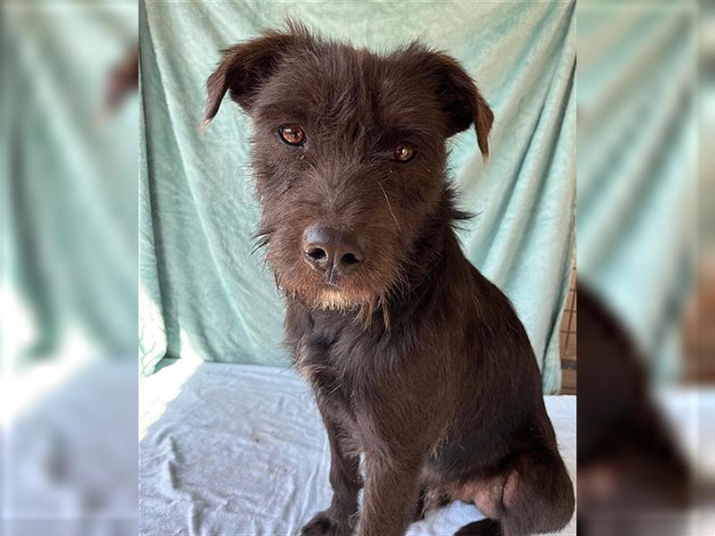 RANDY mit den traurigen Augen - 1 Jahr, 45cm/15kg - Schnauzer-Mix