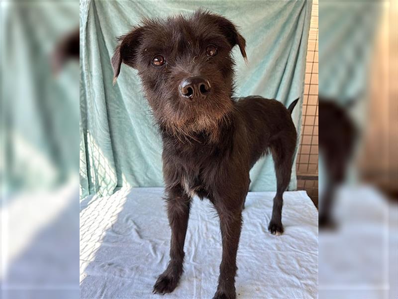 RANDY mit den traurigen Augen - 1 Jahr, 45cm/15kg - Schnauzer-Mix