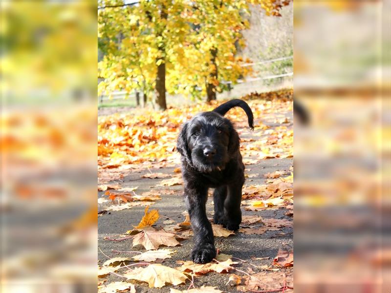 Russische Schwarze Terrier Welpen