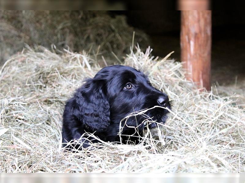 Russische Schwarze Terrier Welpen