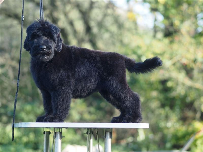 Schwarzer russischer Terrier Welpen