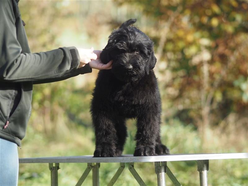 Schwarzer russischer Terrier Welpen