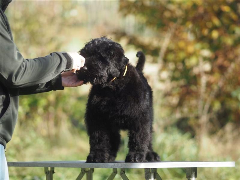 Schwarzer russischer Terrier Welpen