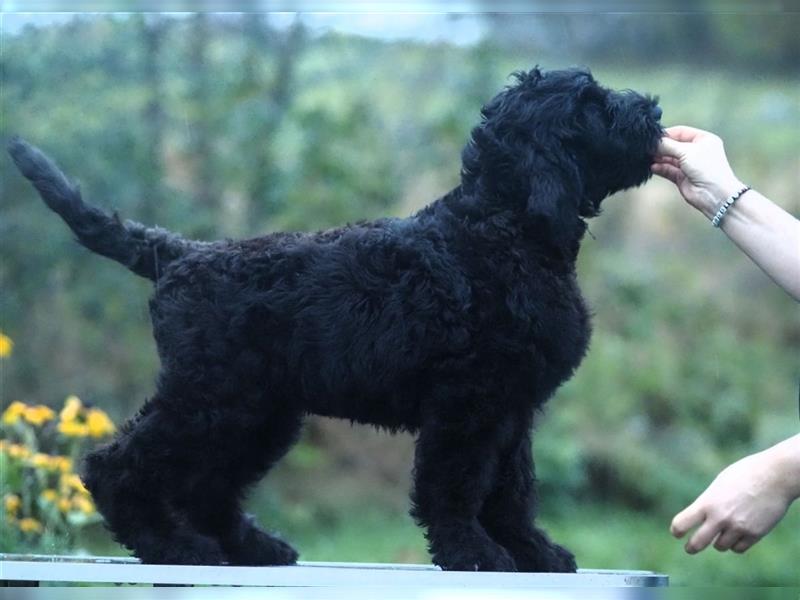 Schwarzer russischer Terrier Welpen