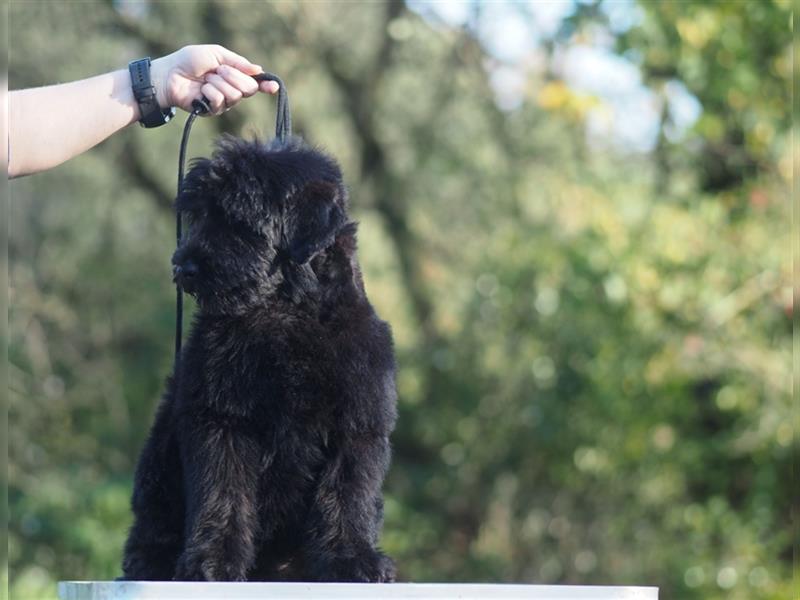 Schwarzer russischer Terrier Welpen