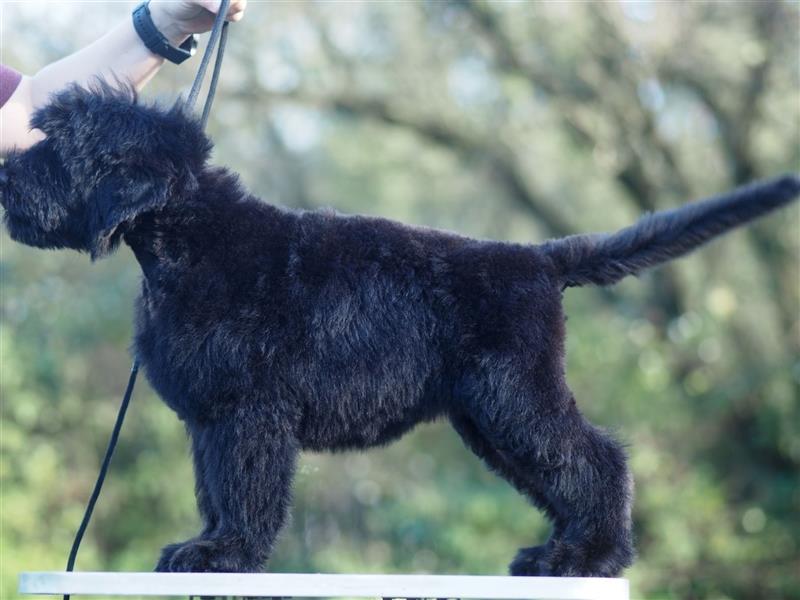 Schwarzer russischer Terrier Welpen