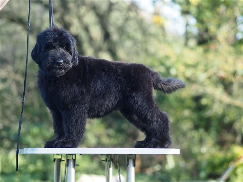 Schwarzer russischer Terrier Welpen