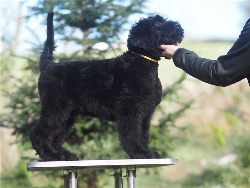 Schwarzer russischer Terrier Welpen