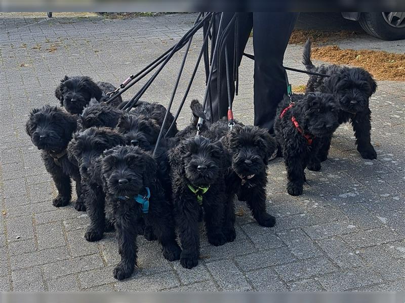 Schwarze russische Terrier Welpen aus liebevoller Privathand