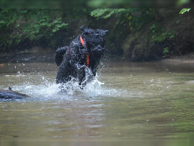 Schwarze Russische Terrier