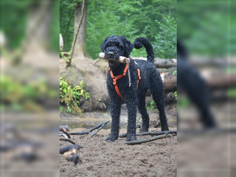 Schwarze Russische Terrier