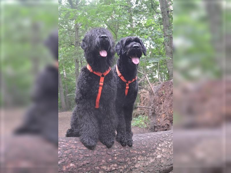 Schwarze Russische Terrier