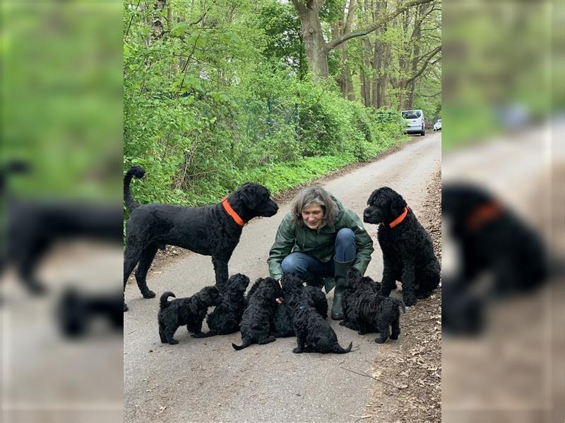 Schwarze Russische Terrier