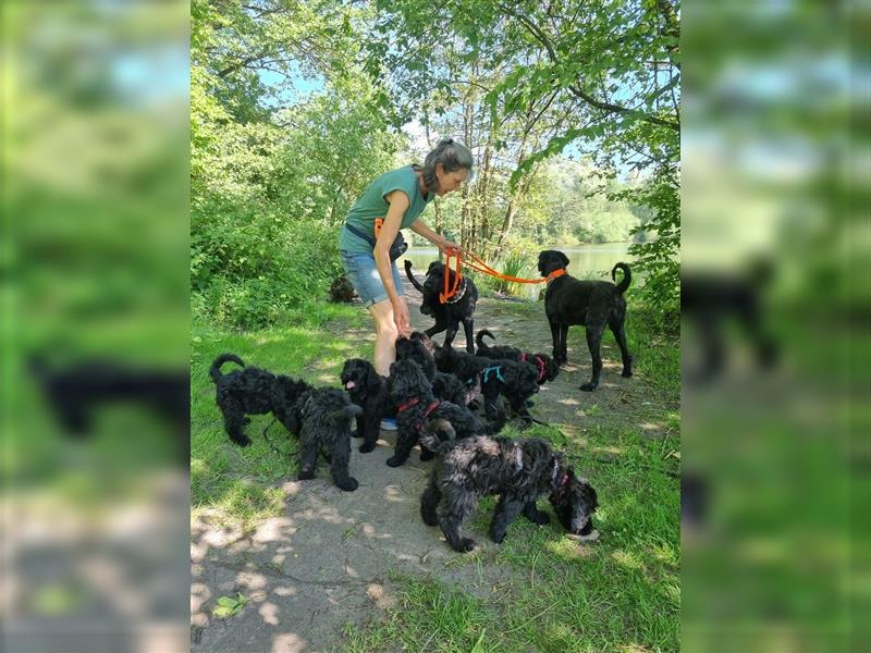 Schwarze Russische Terrier