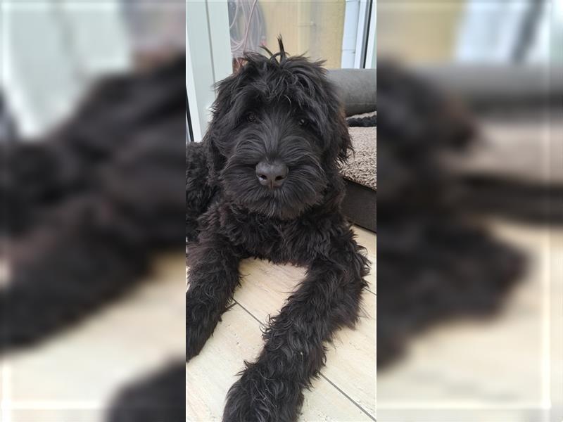 Schwarze russische Terrier Welpen/fast Junghunde aus liebevoller Privathand