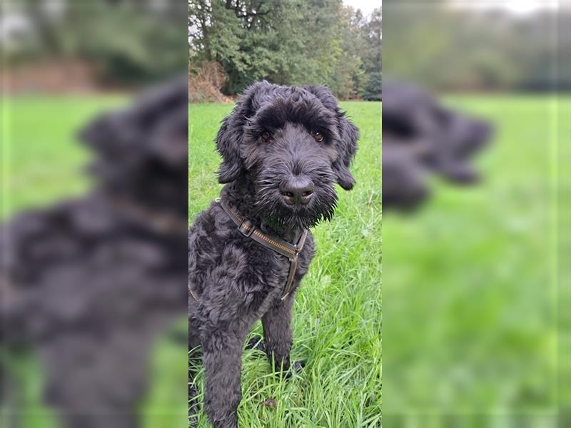 Schwarze russische Terrier Junghund aus liebevoller Privathand