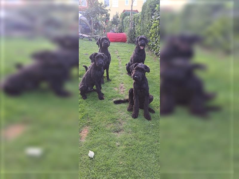 Schwarze russische Terrier Junghund aus liebevoller Privathand