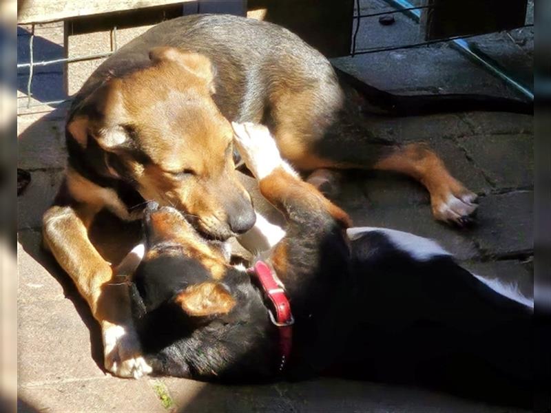 Katrin - Glückshündchen sucht Glücksmenschen