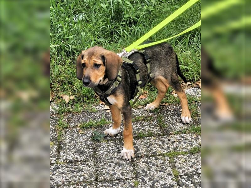 Katrin - Glückshündchen sucht Glücksmenschen