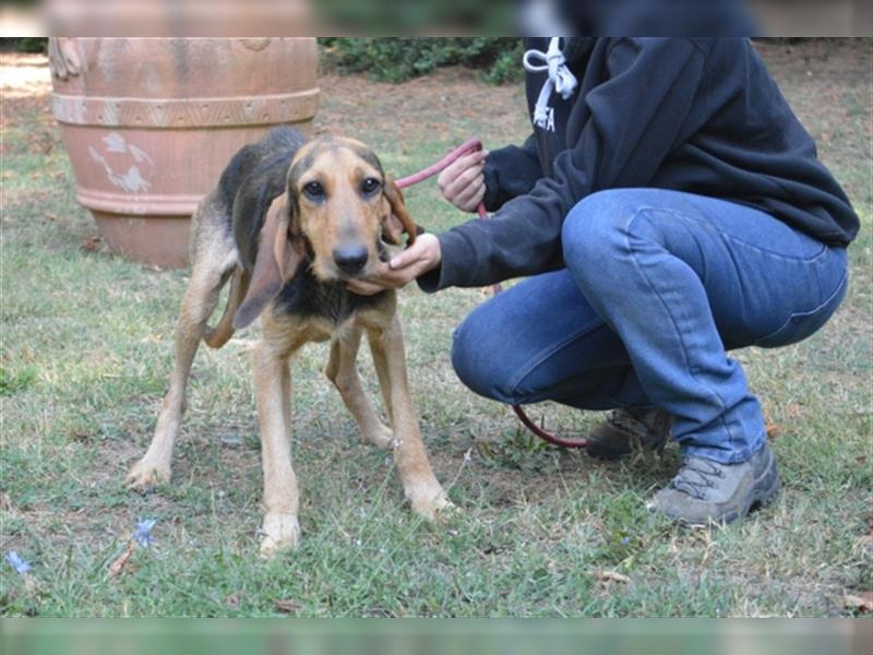 Tyron - der Schnüffler sucht ein Zuhause