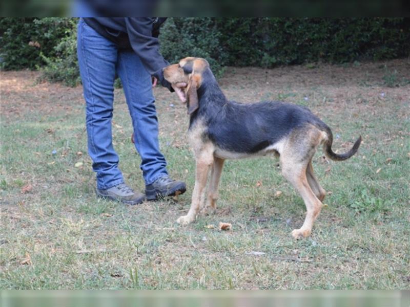 Tyron - der Schnüffler sucht ein Zuhause