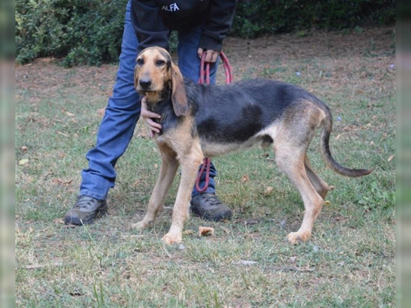 Tyron - der Schnüffler sucht ein Zuhause