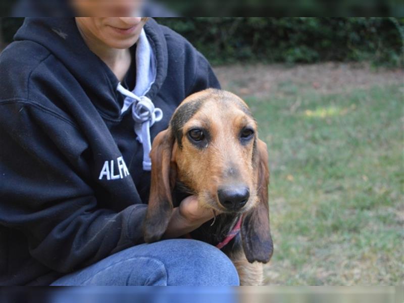 Tyron - der Schnüffler sucht ein Zuhause