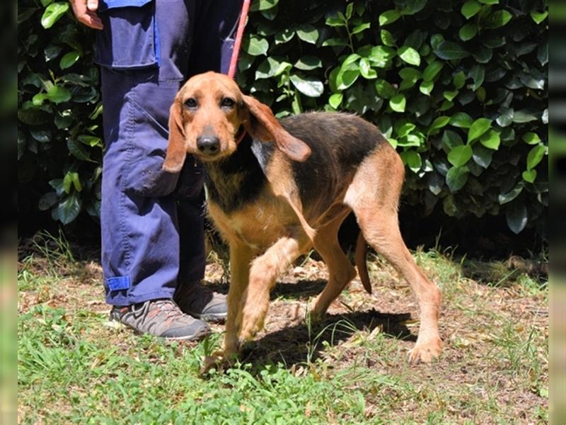 Tyron - der Schnüffler sucht ein Zuhause