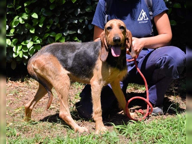 Tyron - der Schnüffler sucht ein Zuhause