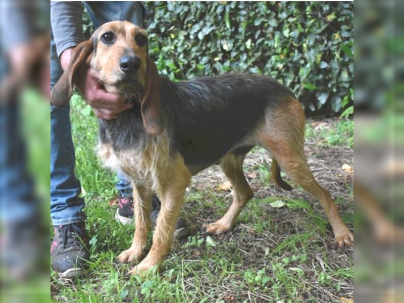 Tyron - der Schnüffler sucht ein Zuhause