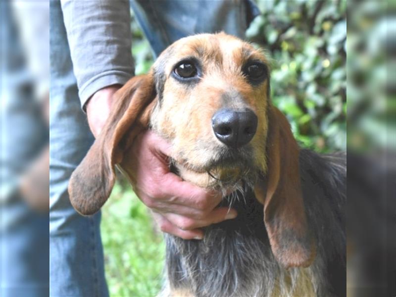 Tyron - der Schnüffler sucht ein Zuhause